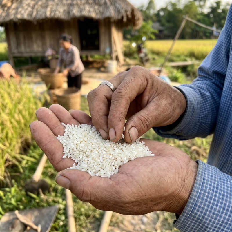 mua tấm cần thơ